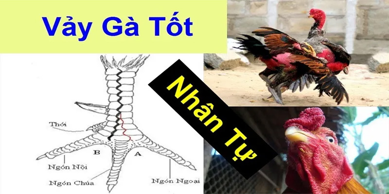 Bí kíp chọn vảy gà Tam Tài Tứ Quý chuẩn 2025