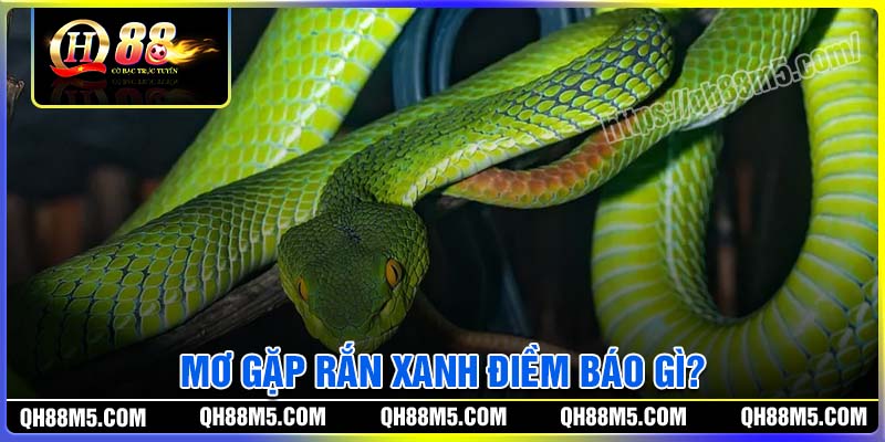 Mơ gặp rắn xanh điềm báo gì?