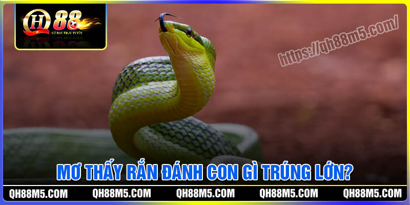 Nằm mơ thấy rắn đánh con gì trúng lớn?