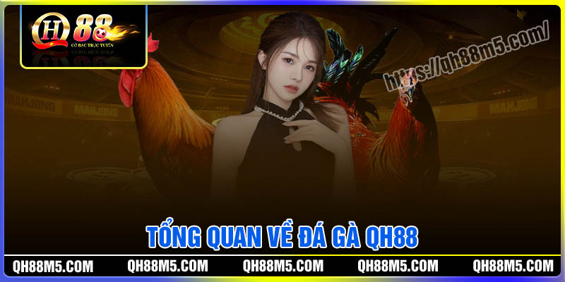 Tổng quan chung về sảnh Đá gà QH88