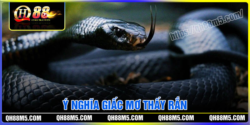 Ý nghĩa giấc mơ thấy rắn - Những điềm báo bí ẩn